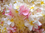 Fresh frangipanis collected and ready to be made into our Hawaiian Flower Lei perfume