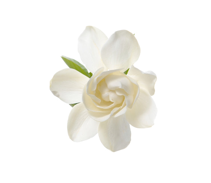 A Pure Gardenia Flower found within our perfume