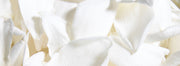 Pure Gardenia petals ready to be made into our perfume